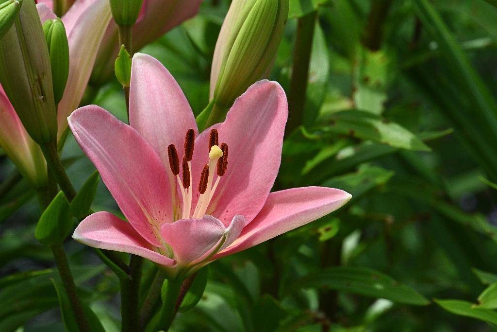 2025-06279170 Broad Meadow Brook, MA.JPG - Lily. Broad Meadow Brook Wildlife Sanctuary, MA, 6-27-2025